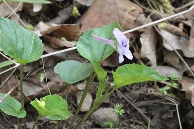Viola speronata 7