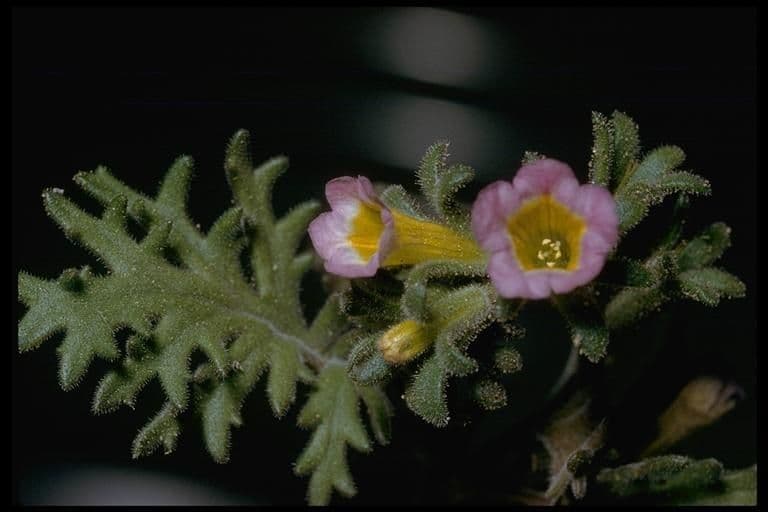 Facelia bicolore 4