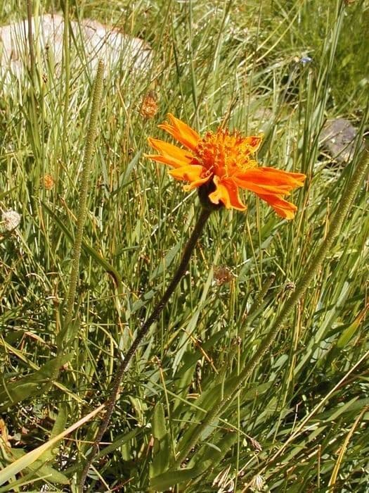 Raillardella vistosa 5