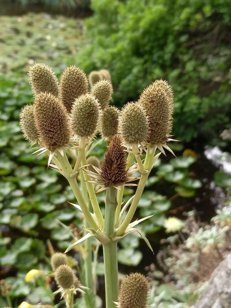 Panicaut 5