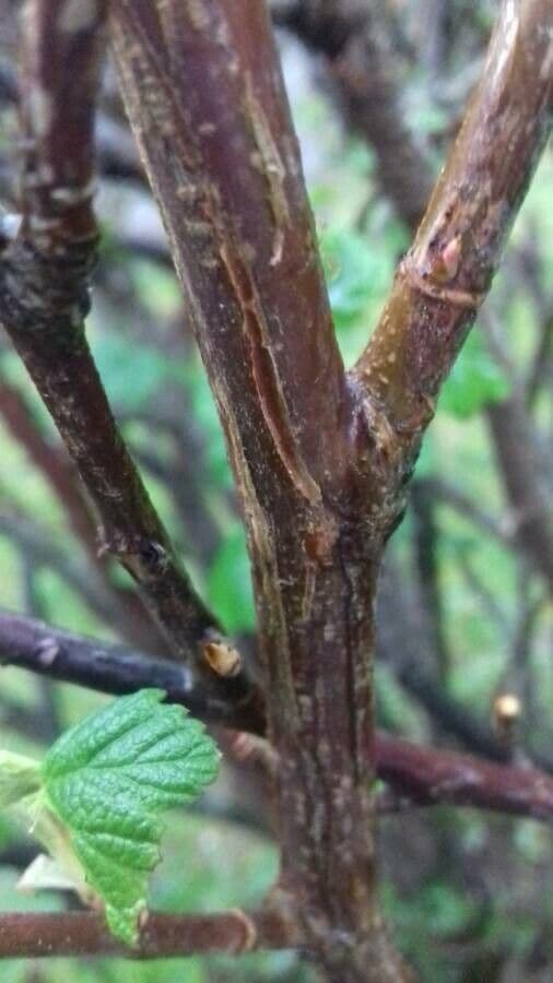 Ribes a fiori 21