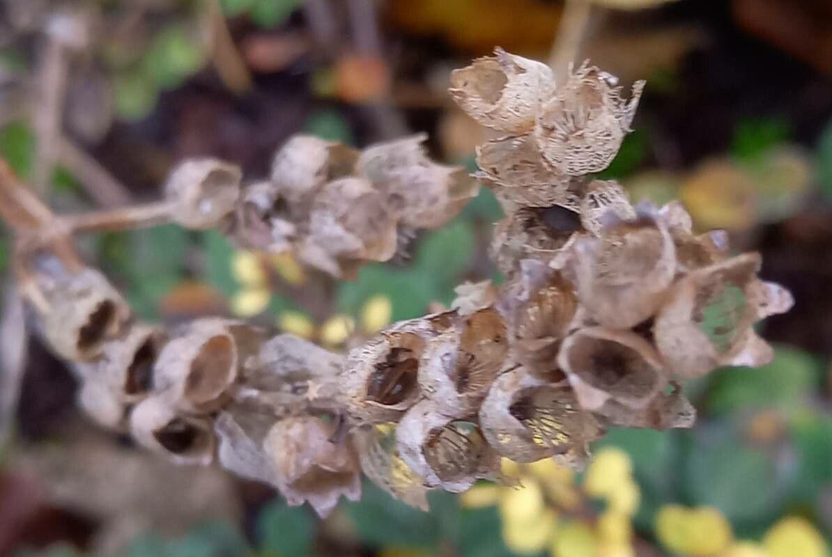 Physostegia virginiana 5