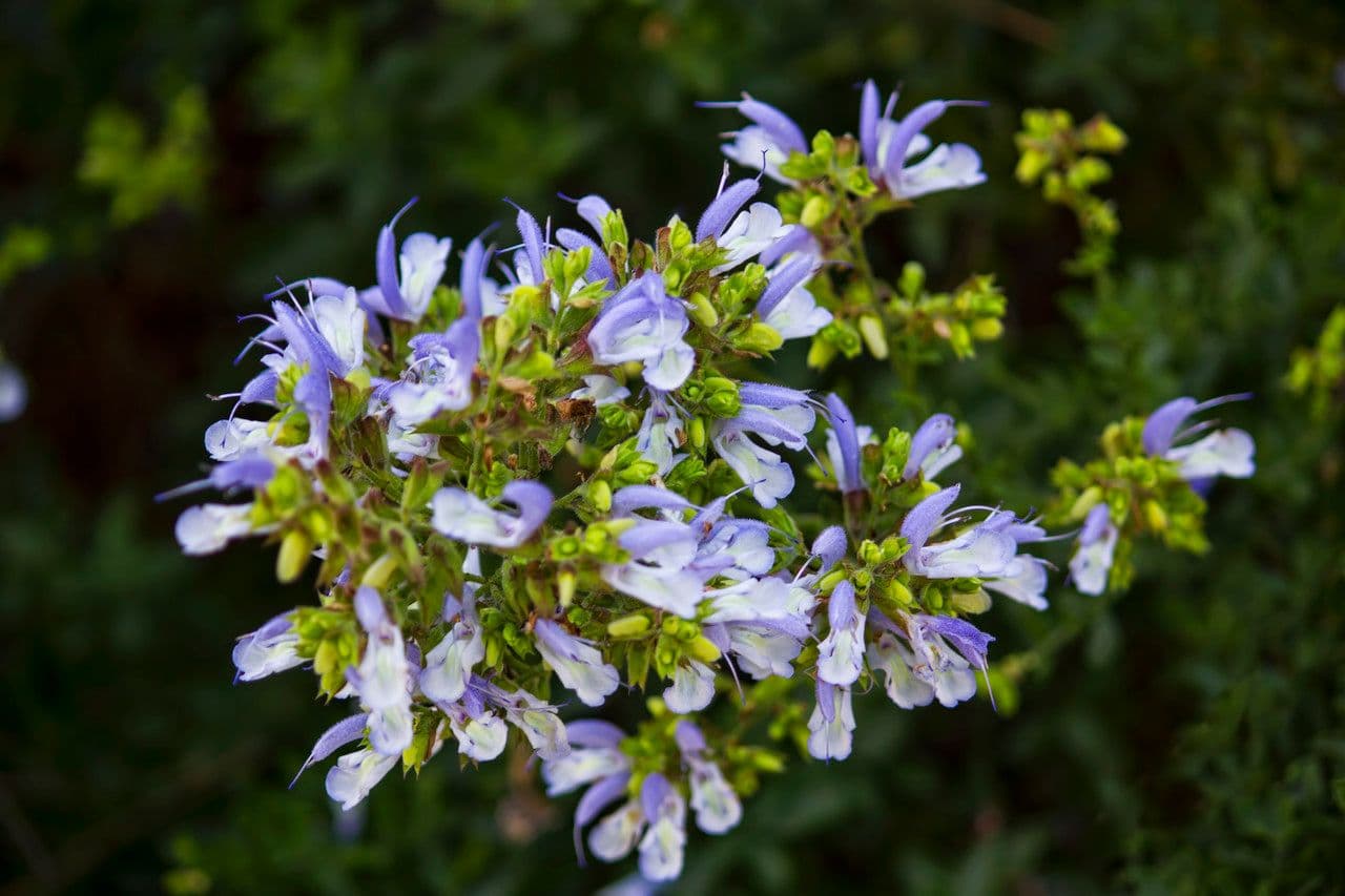 Falsche blaue Salbei 3
