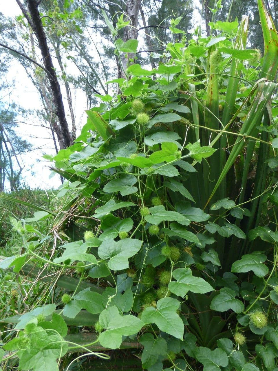 Passiflora fetida 12