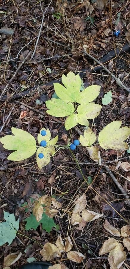 Caulophyllum 3