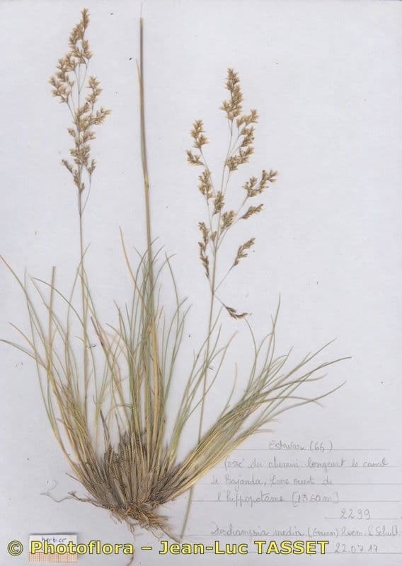 Deschampsia media 10