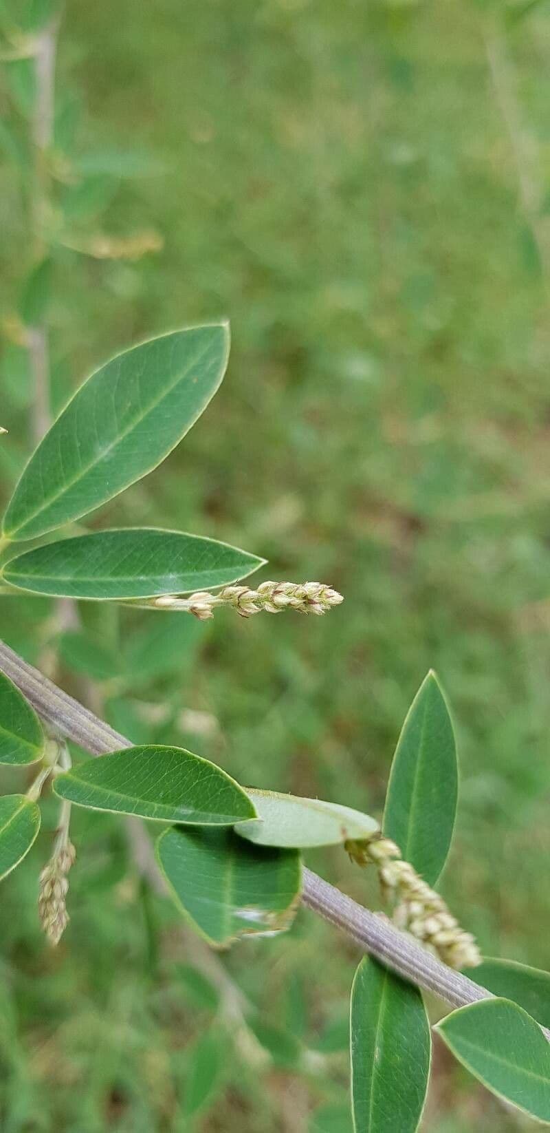 Lespedeza bicolore 28