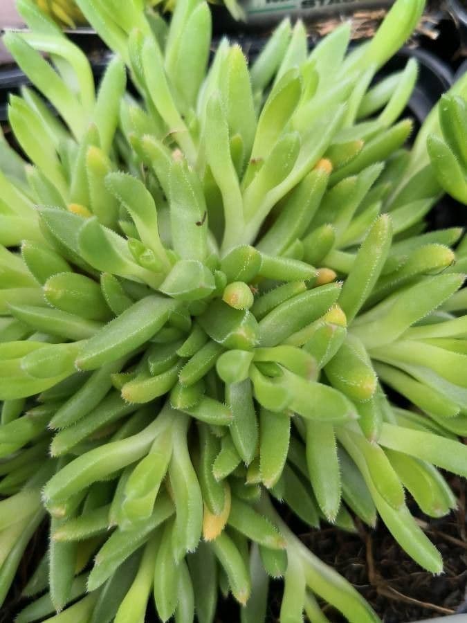 Aptenia 3