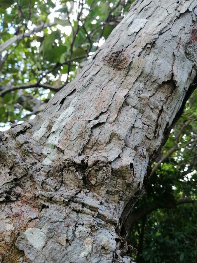 Curatella americana 21
