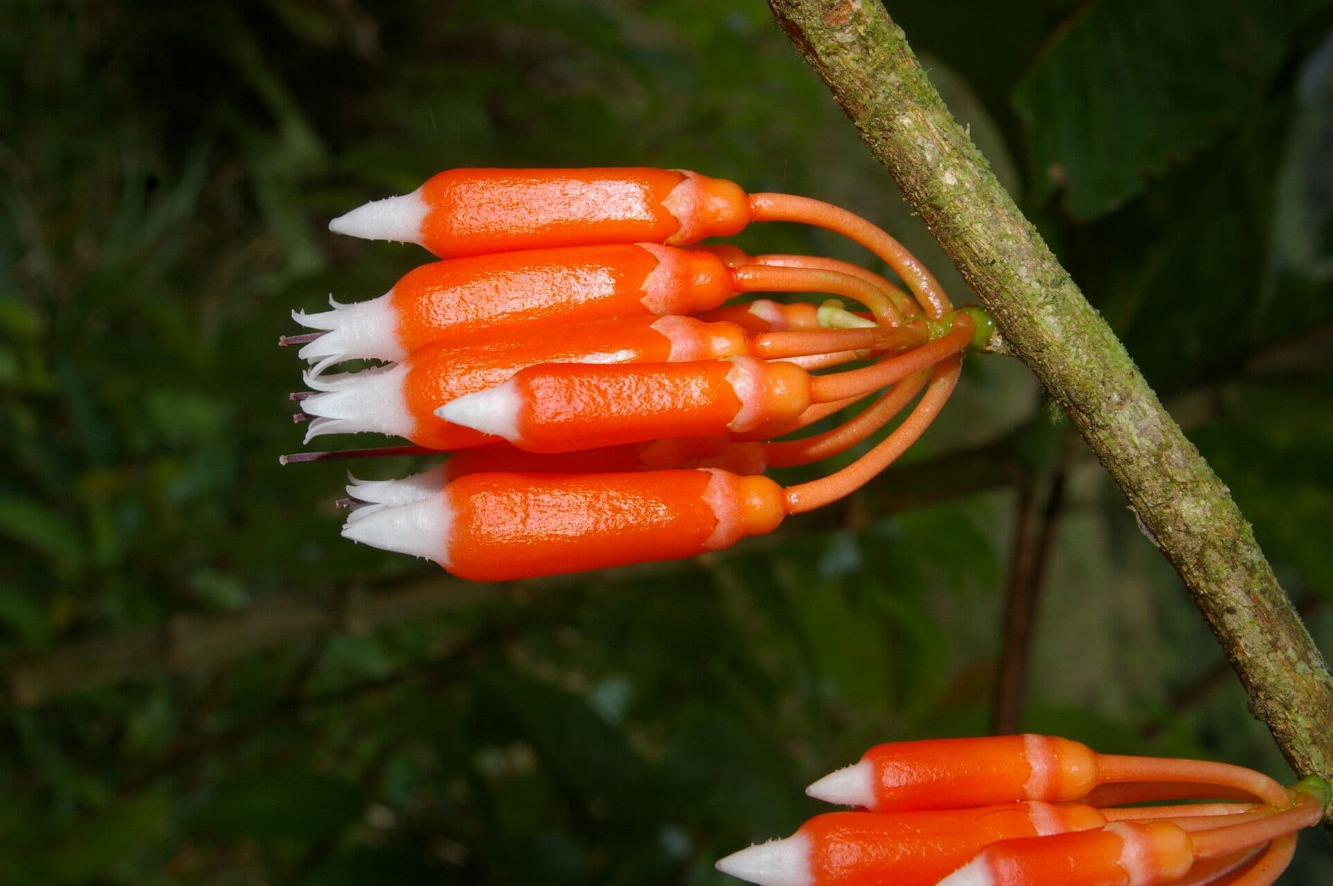Psammisia ramiflora 2