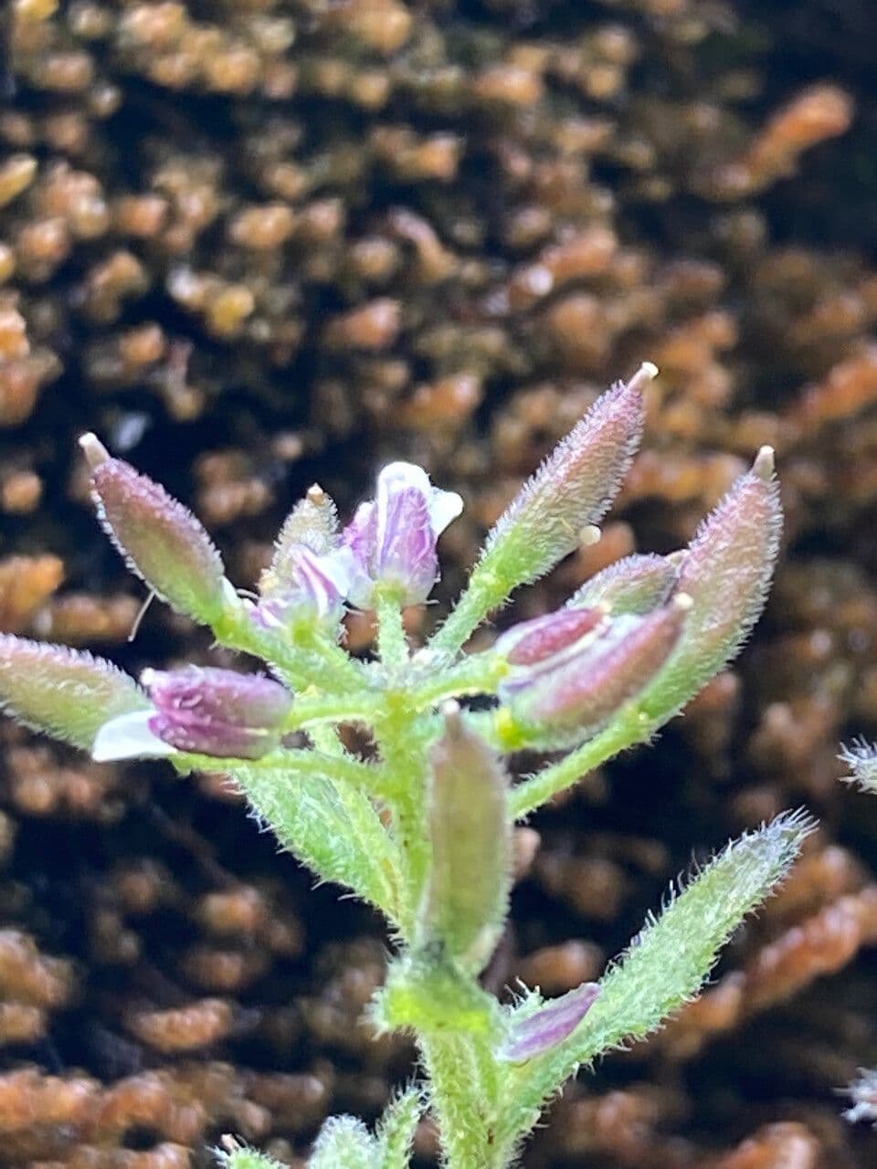 Draba 9