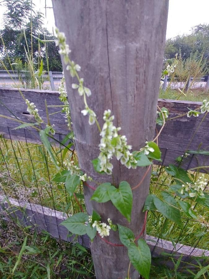 Fallopia scandens 3