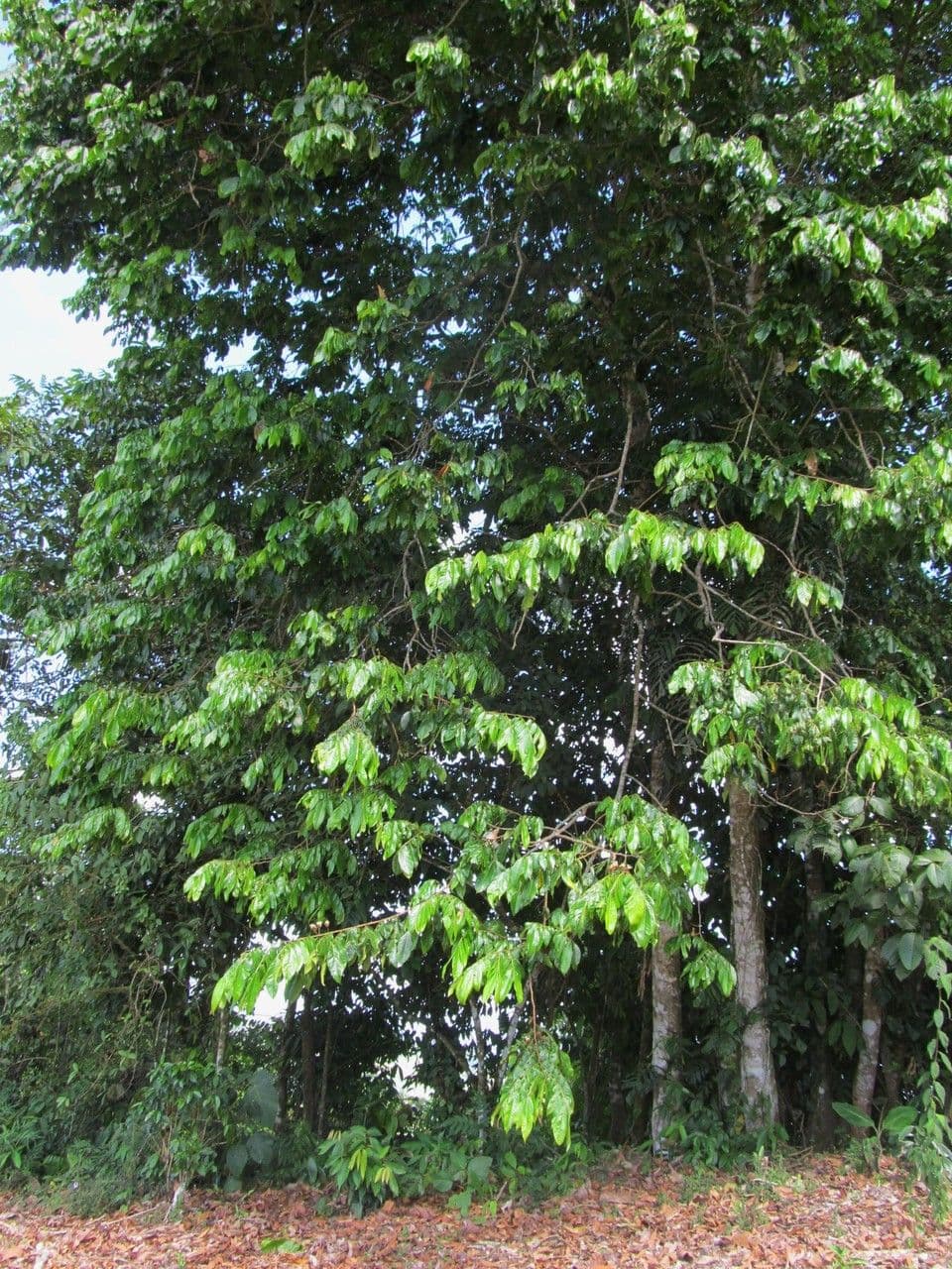 Inga 12