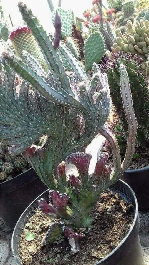 Cactus 6