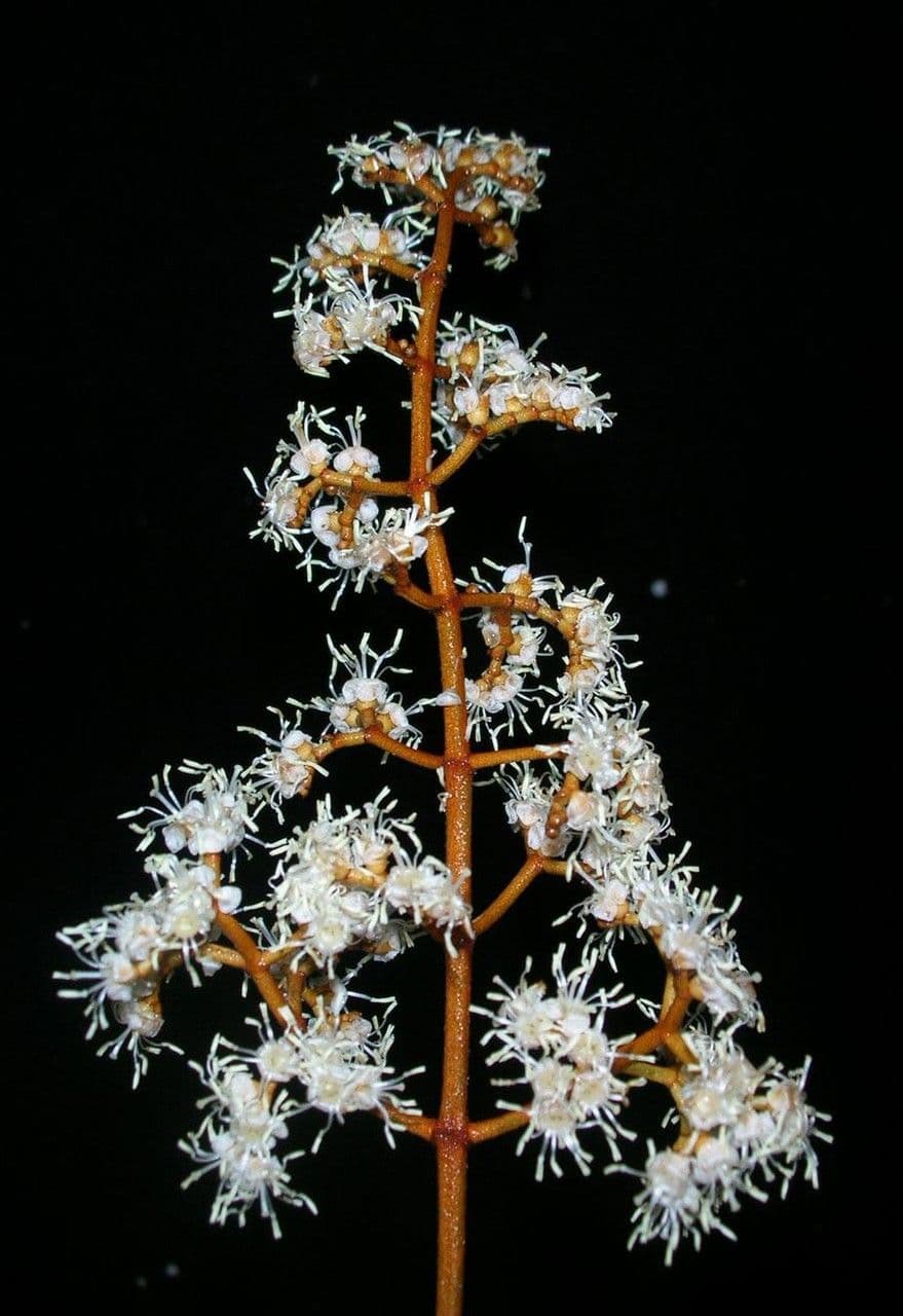 Miconia punteggiata 4