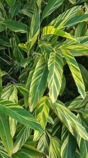 Alpinia zerumbet 14