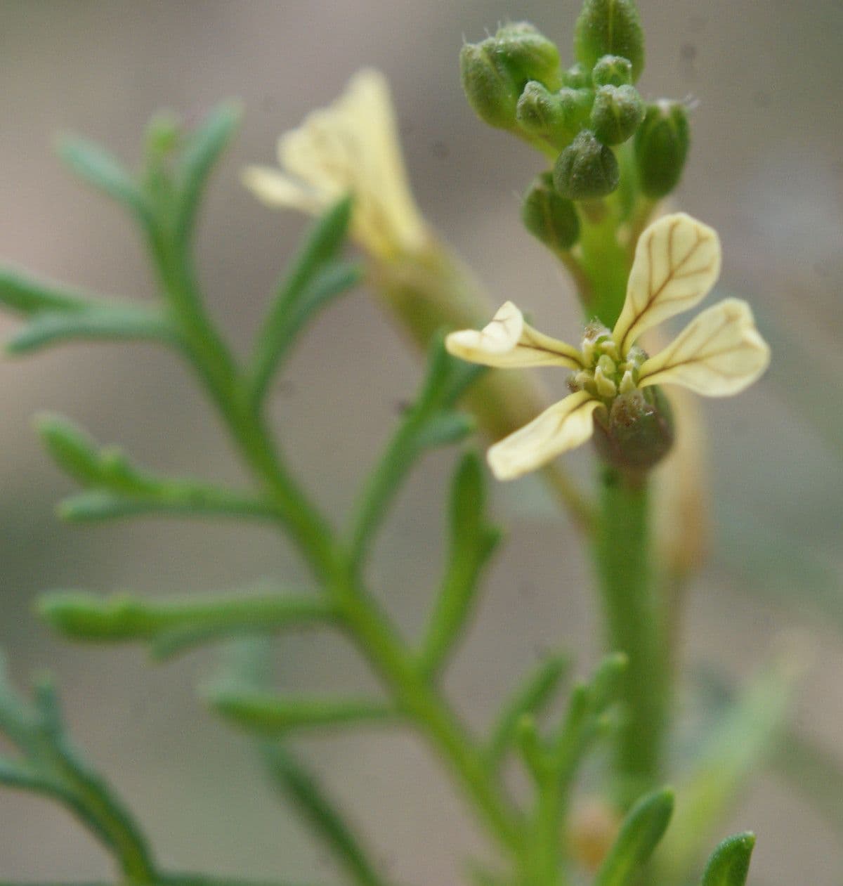 Löffelkohl 8