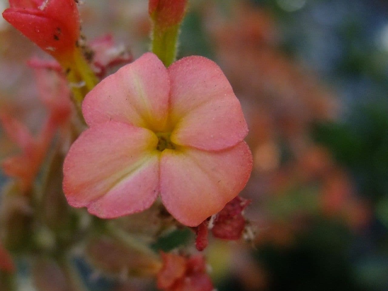 Kalanchoe 2