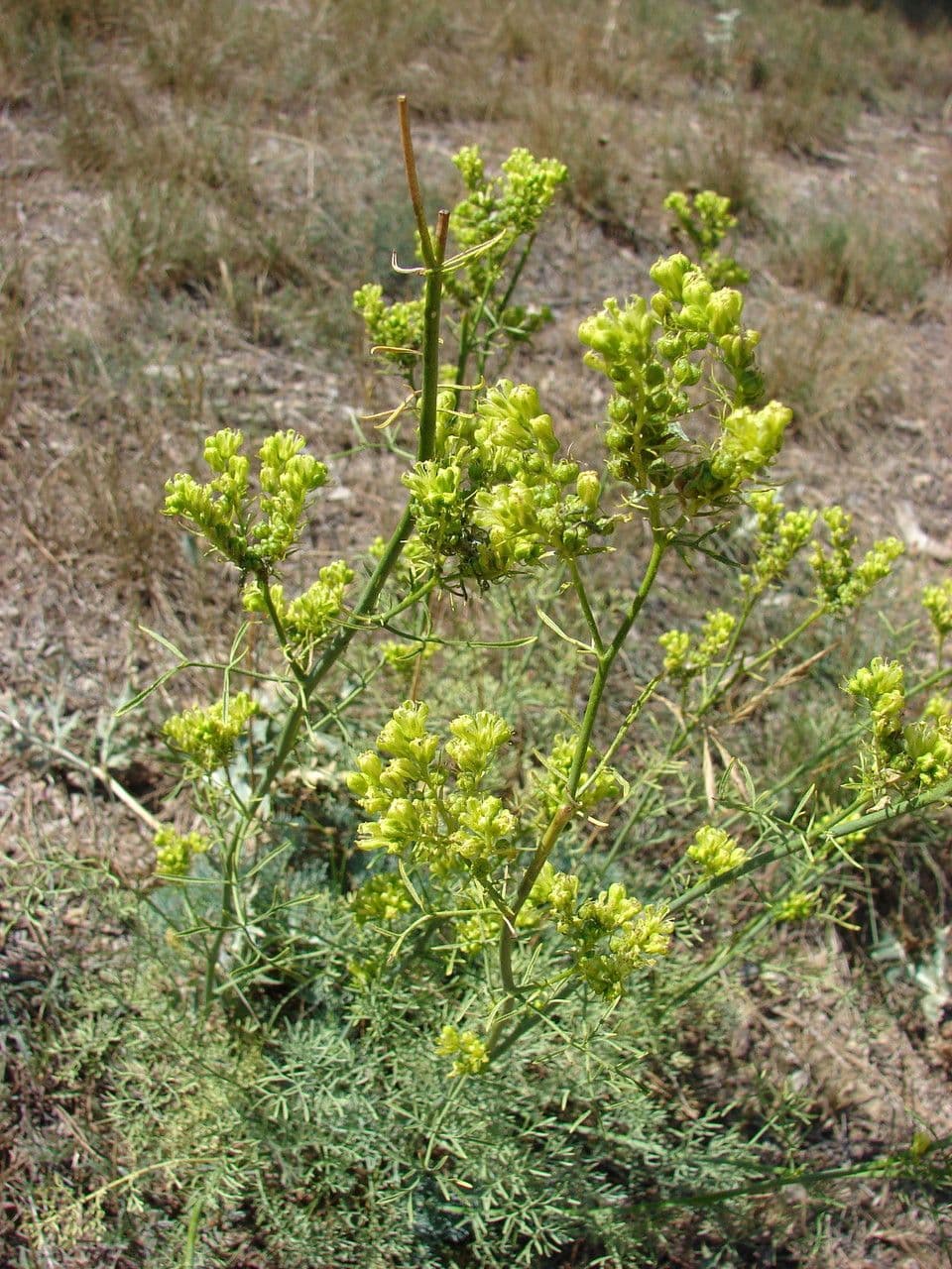Ruta montana 11
