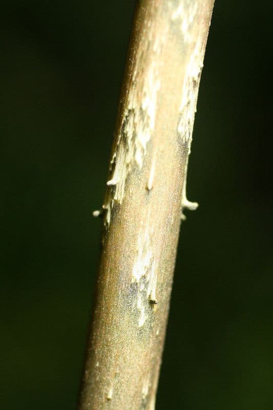 Dracontium 13