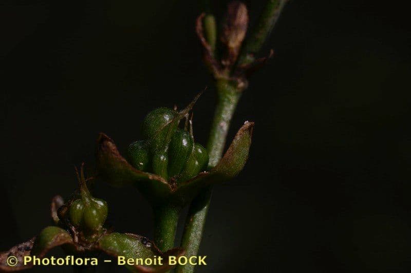 Caldesia parnassifolia 16