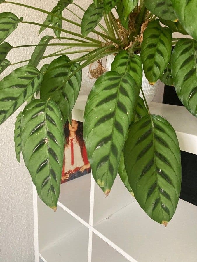 Calathea