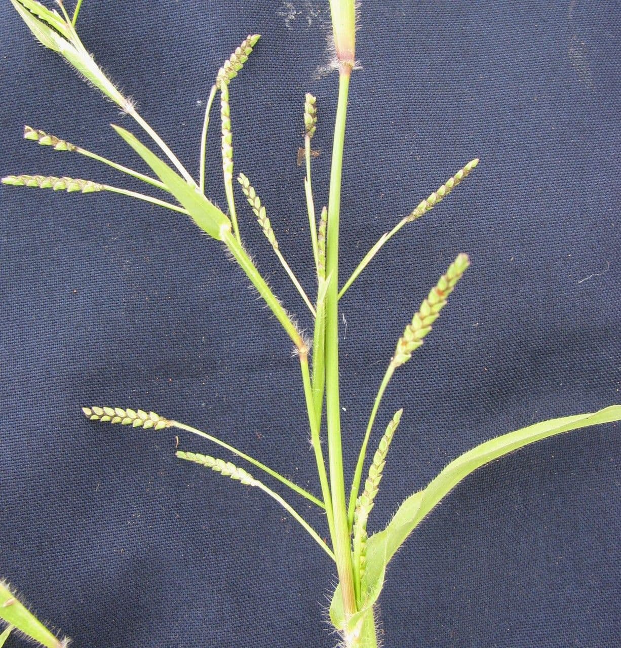 Erba granulosa 9