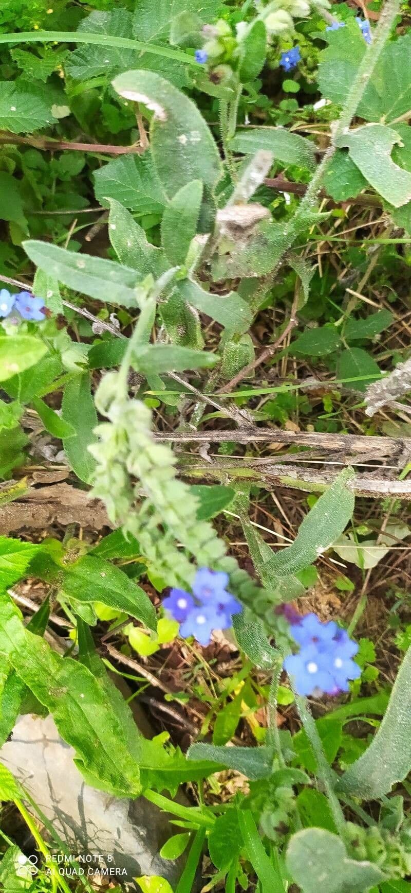 Lingua di bue officinale 4