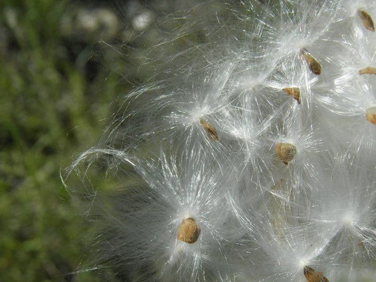 Asclepias asperula 4