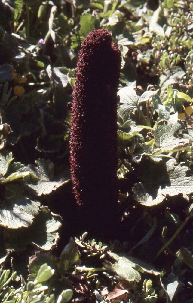 Krvavice 15