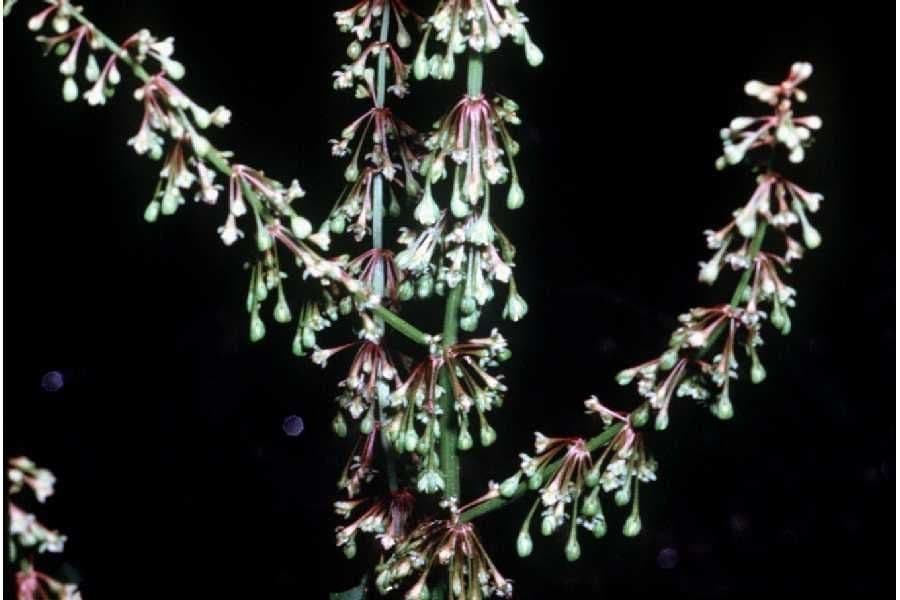 Rumice verticillata 2