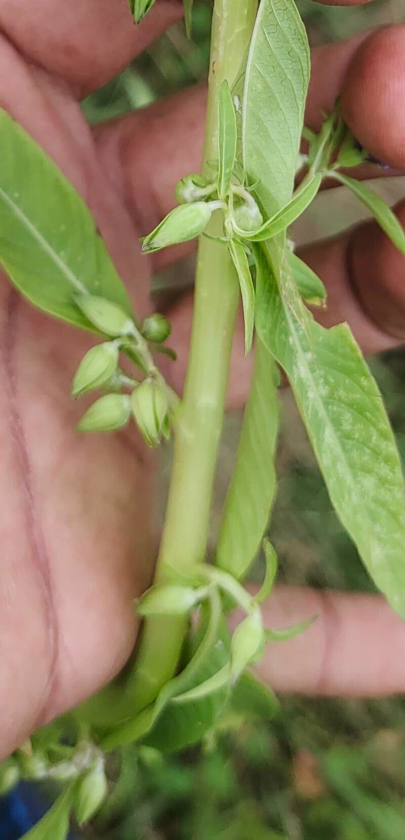 Hydrolea