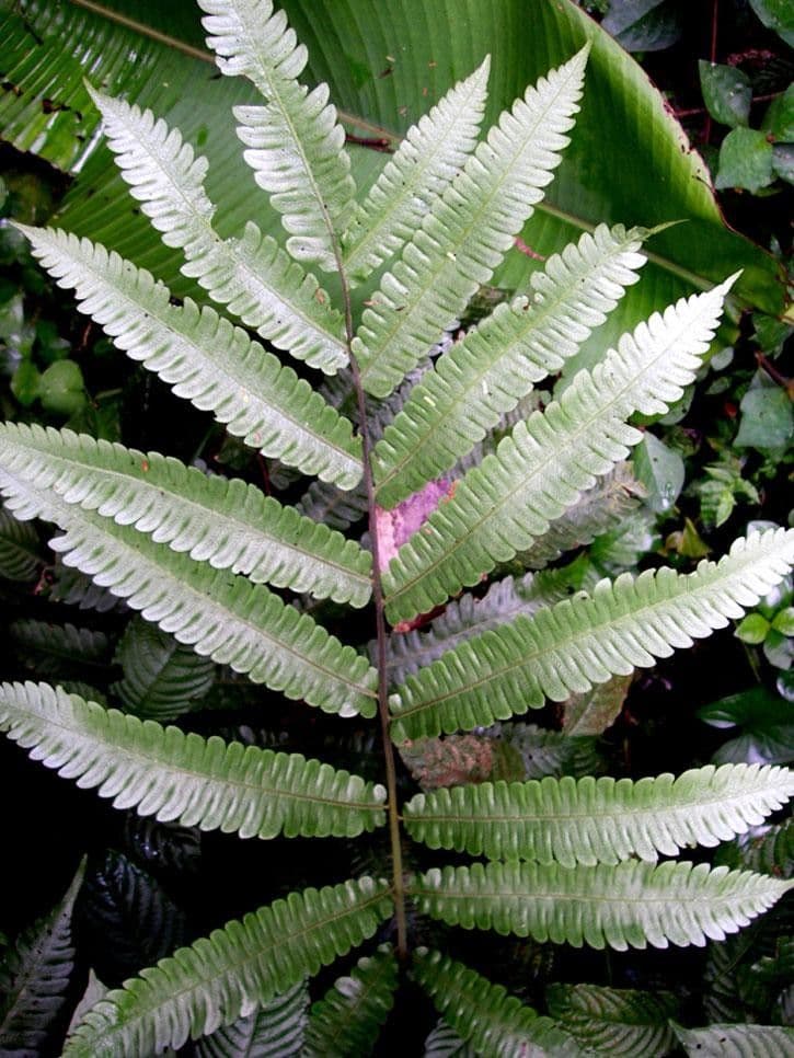 Thelypteris 3