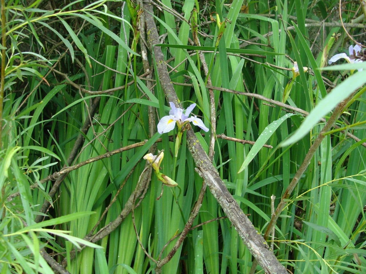 Iris 8