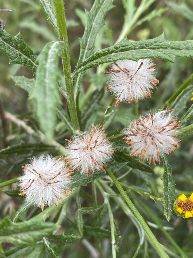 Senecio pterophorus 4