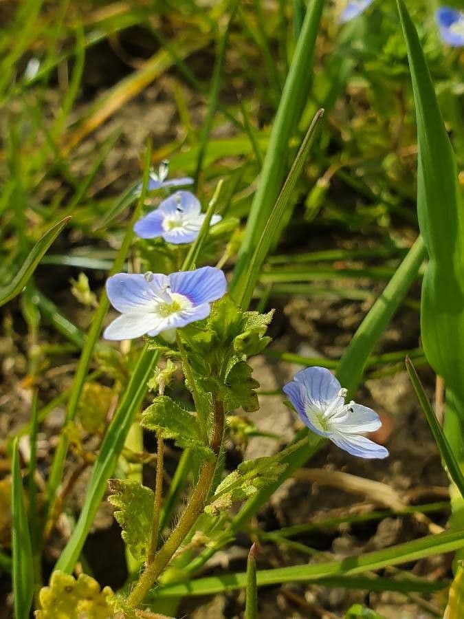 Veronica filiforme 10