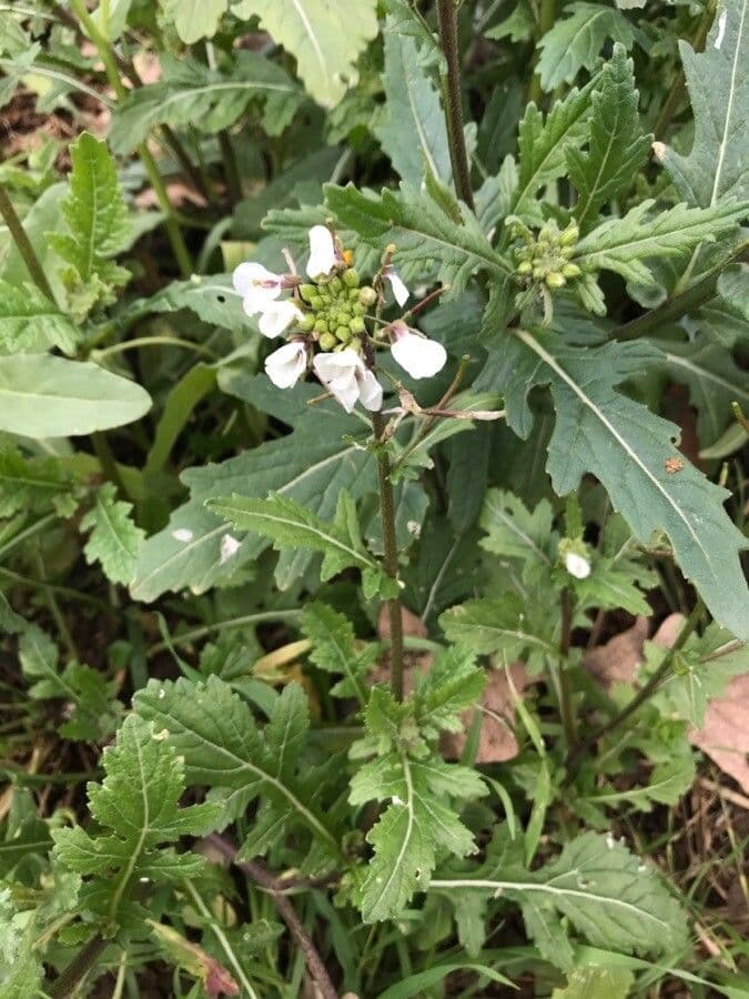Rucola selvatica 16