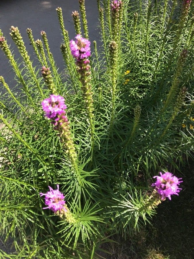 Liatris punctata 2