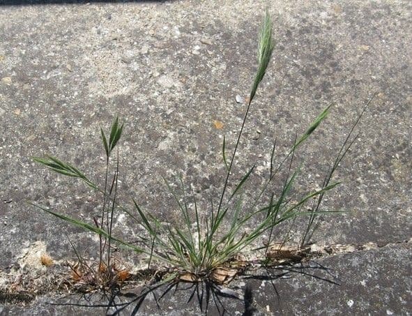 Brome lancéolé 15