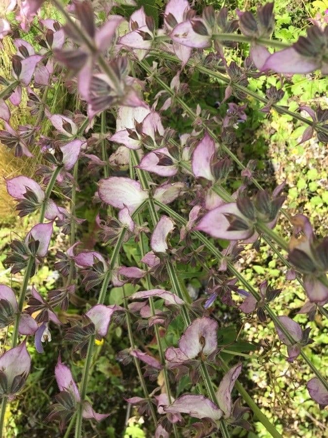 Šalvia muškátová 14