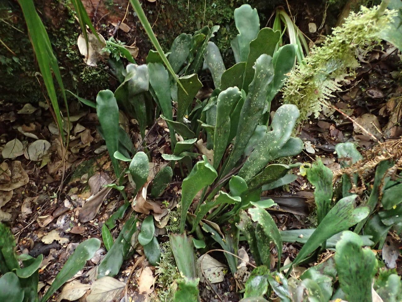 Antrophyum 3
