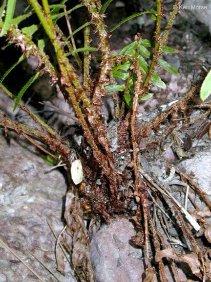 Polystichum imbricans 4