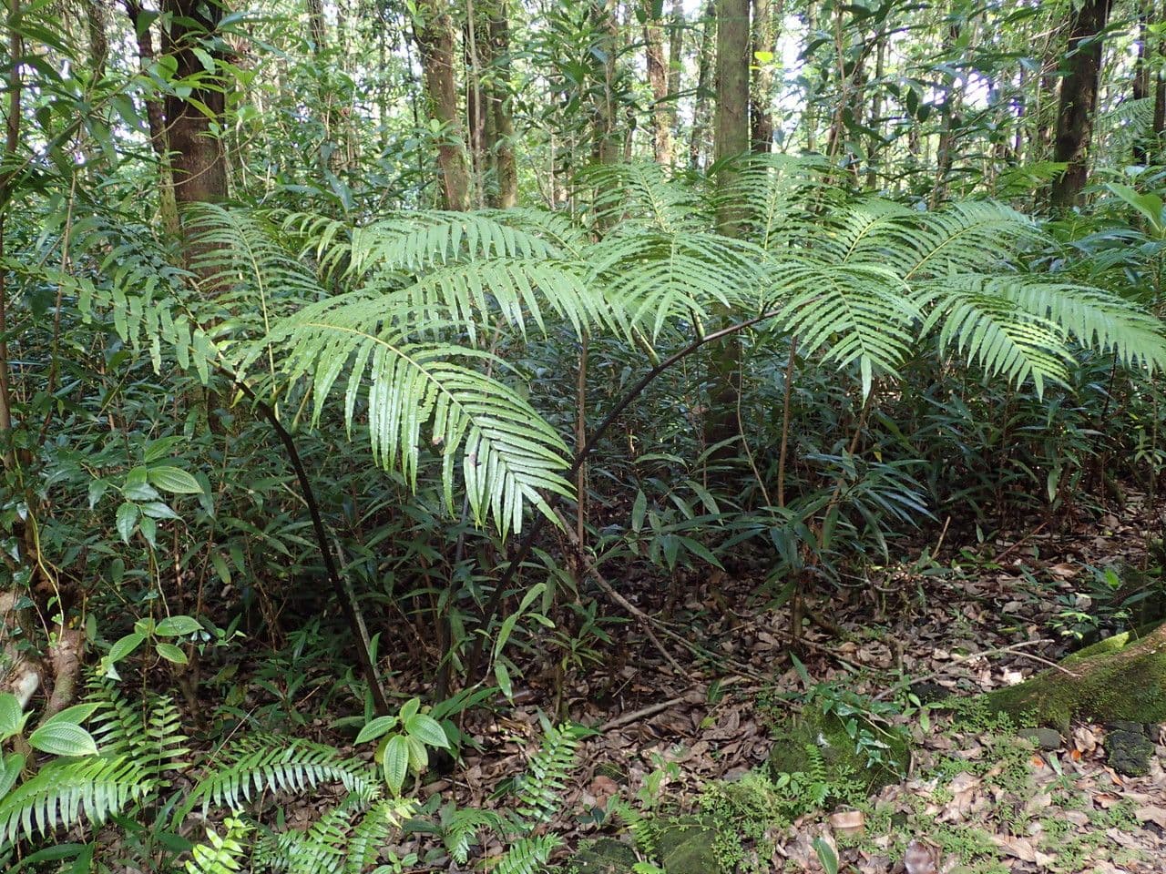 Ptisana 5