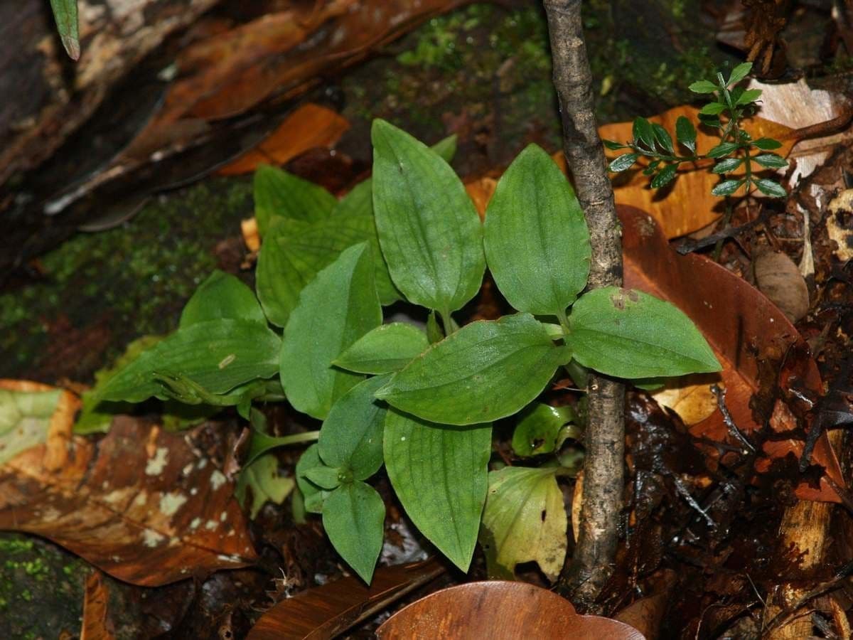 Goodyera verdiflora 8