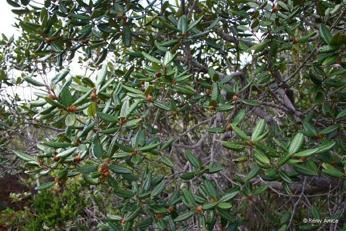 Austrobuxus 5