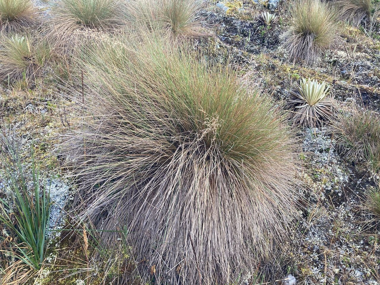 Calamagrostis 8