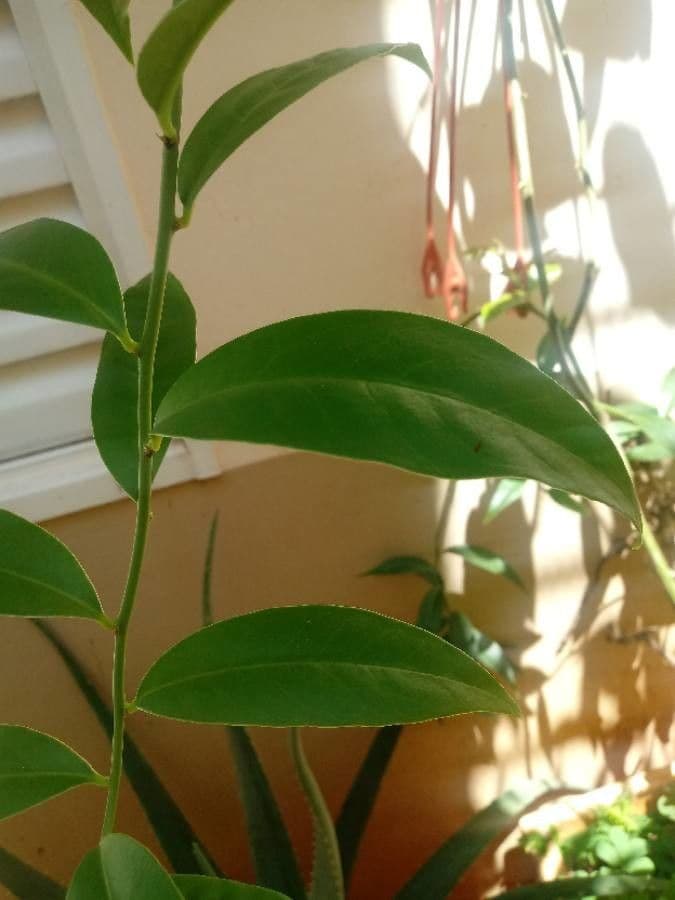 Pereskia 24