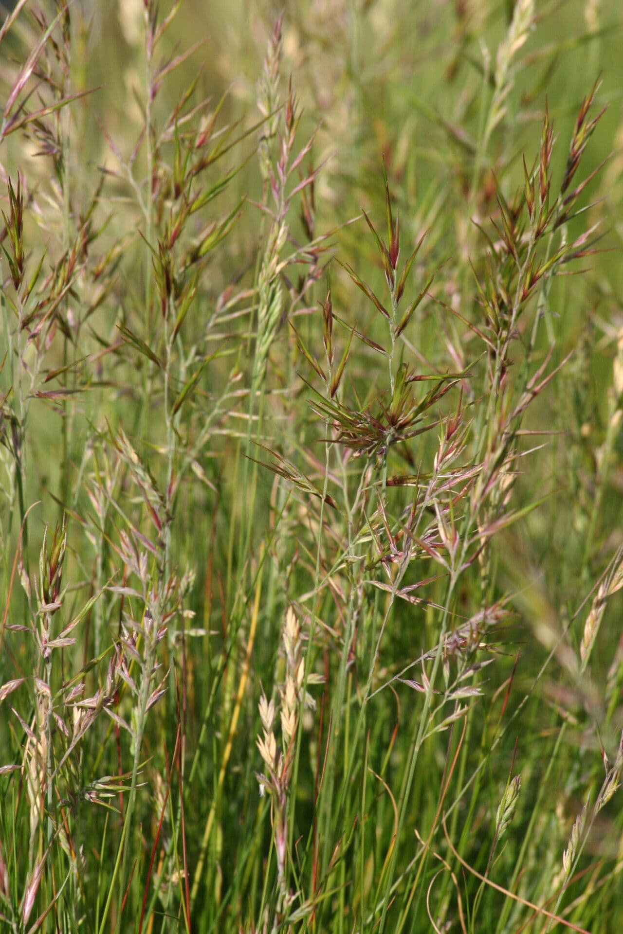 Festuca vivipara 2
