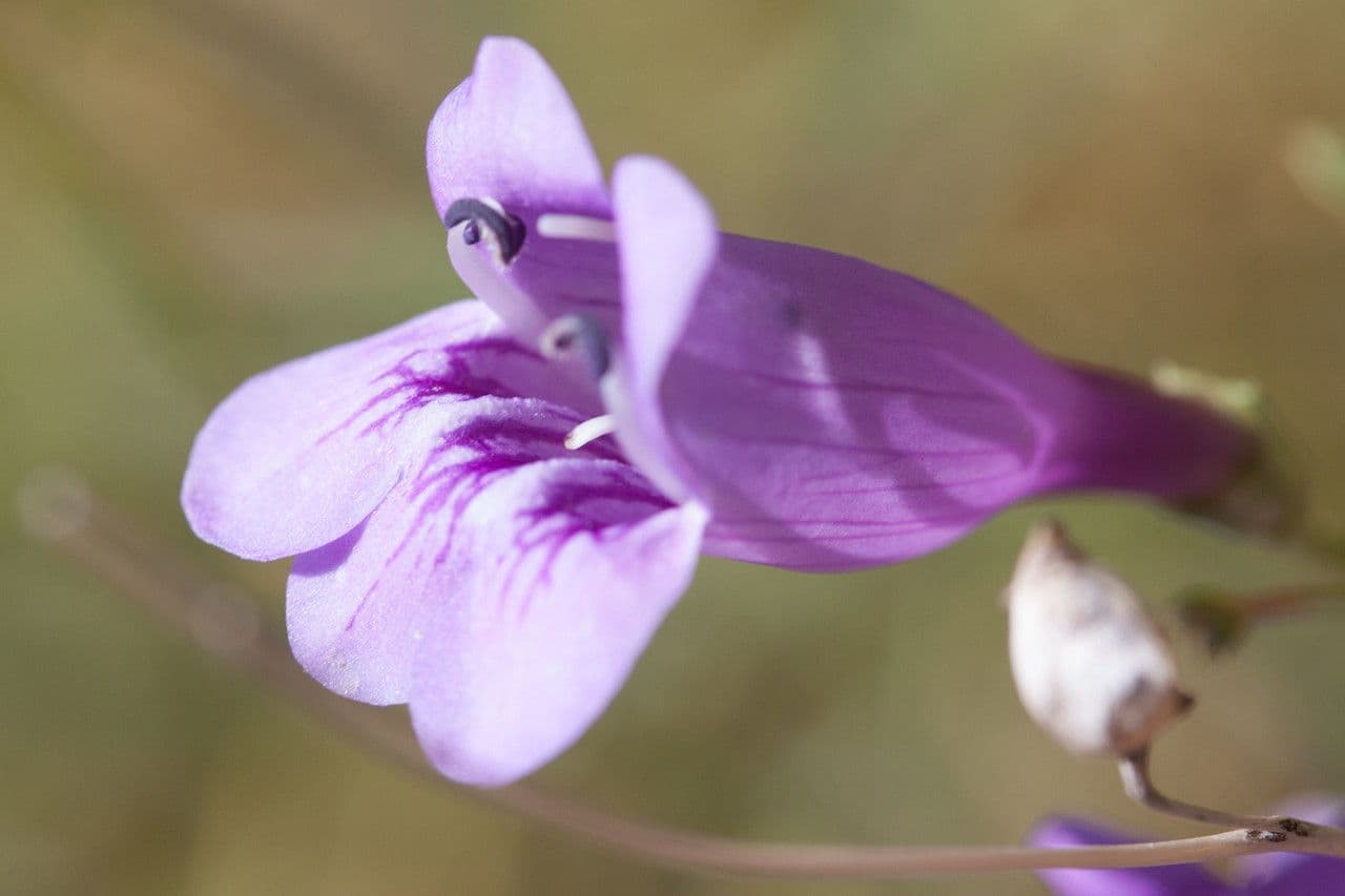 Penstemon eterofillo 4