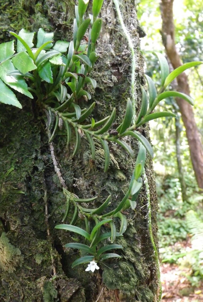 Angraecum 13